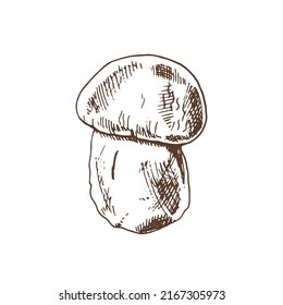 Edible mushrooms vector illustrations collection. Hand drawn  porcini. Forest plants sketches. Perfect for recipe, menu, label, icon, packaging, Vintage mushrooms outlines. Botanical set.