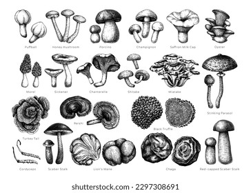 Edible mushrooms vector illustrations collection  Hand drawn food drawings  Forest plants sketches  Perfect for recipe  menu  label  icon  packaging  Magic fungus outlines and names  Botanical set 