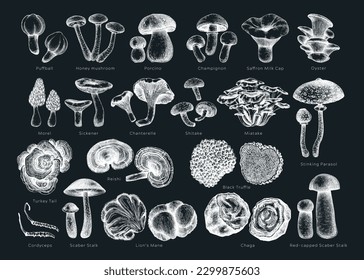 Edible mushrooms vector illustrations collection  Hand drawn food drawings  Forest plants sketches chalkboard  Perfect for recipe  menu  icon  packaging  Vintage mushrooms outlines  Botanical set 