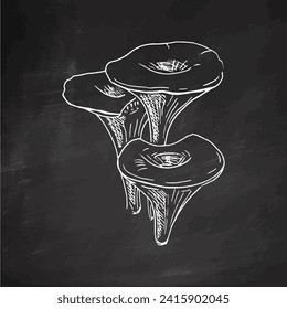 Edible mushrooms vector illustrations collection. Hand drawn chanterelles. White sketch isolated on black chalkboard.  Perfect for recipe, menu, label, icon, packaging, Vintage mushrooms outlines. 