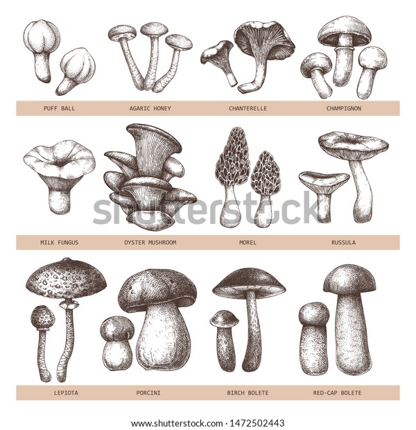 Edible mushrooms vector illustrations collection. Hand drawn food