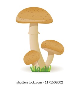 Edible mushrooms. vegetable healthy food. mushrooms isolated on white background. Vector  cartoon illustration.