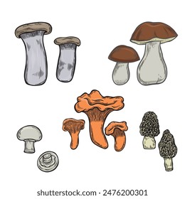 Edible mushrooms vintage illustration collection.