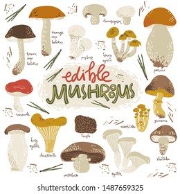 Edible musrooms. Doodle collection with names. Simple graphic style. Natural colors.