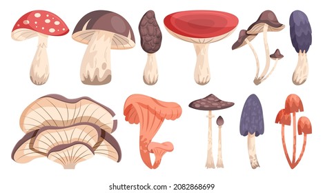 Edible and non edible mushroom set. Collection of natural wild forest product. agaric and truffle. Vegetarian nutrition, delicious fungus. Flat vector illustration