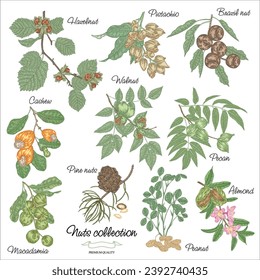 Edible nut plants collection. Hand drawn Hazelnut, Almond, Pistachio, Macadamia, Brazil nut, Cashew, Walnut, Peanut, Pine nuts, Pecan branches. Vector illustration.