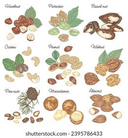 Edible nuts collection. Hand drawn Hazelnut, Almond, Pistachio, Macadamia, Brazil nut, Cashew, Walnut, Peanut, Pine nuts isolated on white background. Vector illustration.