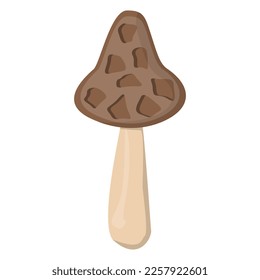 Edible Organic mushrooms. Truffle brown cap. Forest wild mushrooms types. Colorful vector illustration isolated on white background.