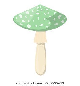 Edible Organic mushrooms. Truffle brown cap. Forest wild mushrooms types. Colorful vector illustration isolated on white background.