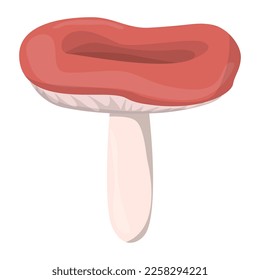 Edible Organic mushrooms. Truffle. Forest wild mushrooms types. Colorful vector illustration isolated on white background.