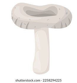 Edible Organic mushrooms. Truffle. Forest wild mushrooms types. Colorful vector illustration isolated on white background.