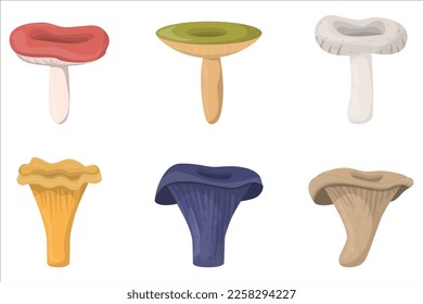 Edible Organic mushrooms. Truffle. Forest wild mushrooms types. Colorful vector illustration isolated on white background.