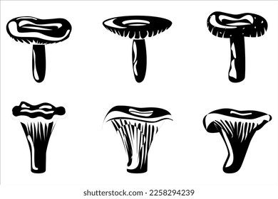 Edible Organic mushrooms. Truffle. Forest wild mushrooms types. Colorful vector illustration isolated on white background.
