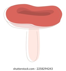 Edible Organic mushrooms. Truffle. Forest wild mushrooms types. Colorful vector illustration isolated on white background.