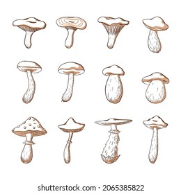 Edible and Poisonous Forest Mushroom Set. Collection of hand drawn mushroom illustrations for logo, menu, recipe, book, encyclopedia, print, sticker, design and decoration. Premium Vector