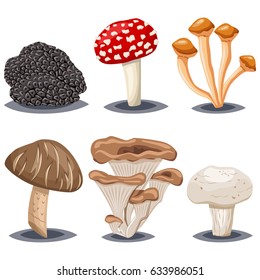 Edible and poisonous mushrooms. Champignon, shiitake, honey agarics, oyster, truffle and amanita muscaria. Cartoon vector set isolated on white background.