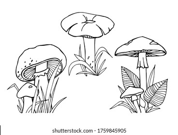 Edible and poisonous mushrooms with grass and leaves, painted by black liner in hands. Idea for learning, coloring, poster and children's art. Trace	

