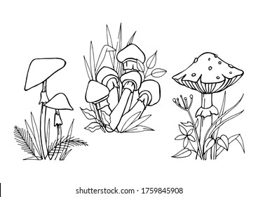 Edible and poisonous mushrooms with grass and leaves, painted by black liner in hands. Idea for learning, coloring, poster and children's art. Trace	
