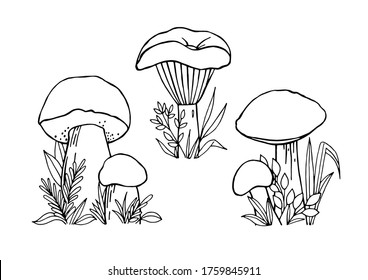 Edible and poisonous mushrooms with grass and leaves, painted by black liner in hands. Idea for learning, coloring, poster and children's art. Trace
