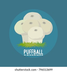 edible puffball mushrooms banner. vector illustration 
