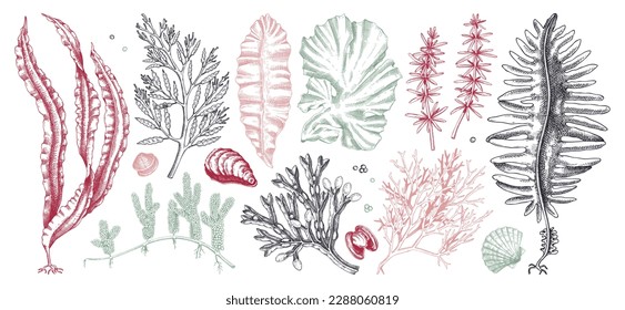 Edible seaweed collection in color. Hand-drawn sea vegetables - kelp, kombu, wakame, hijiki drawings. Underwater algae sketches for Japanese cuisine menu or healthy food ingredients design 