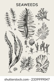 Edible seaweed poster design. Hand-drawn underwater algae - kelp, kombu, wakame, hijiki sketches. Asian cuisine, plant-based food, healthy food ingredients, seafood restaurant menu, wall art, print