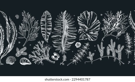 Edible seaweed seamless pattern on chalkboard. Hand-drawn sea vegetables ribbon. Kelp, kombu, wakame, hijiki  drawings. Underwater algae sketches for Asian cuisine menu or healthy food design 