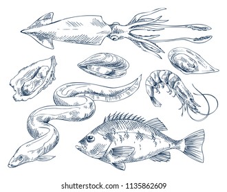 Edible shellfish oyster and mussel, squid and eel delicacy, shrimp and common european perch icon set. Vector monochrome illustration for poster.