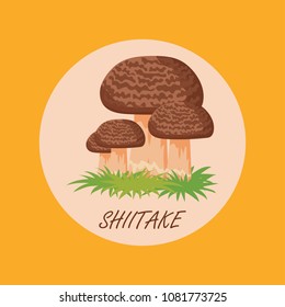 edible shiitake mushrooms banner. vector illustration 