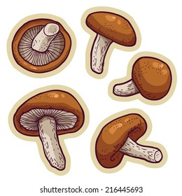 edible shiitake mushrooms (Lentinula edodes) cartoon vector.