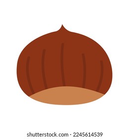 Edible sweet chestnuts. Japanese chestnut isolated on white background. Vector color illustration.