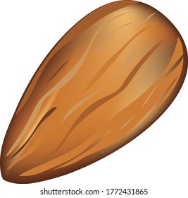 Edible walnut almonds used in cooking. Vector illustration.