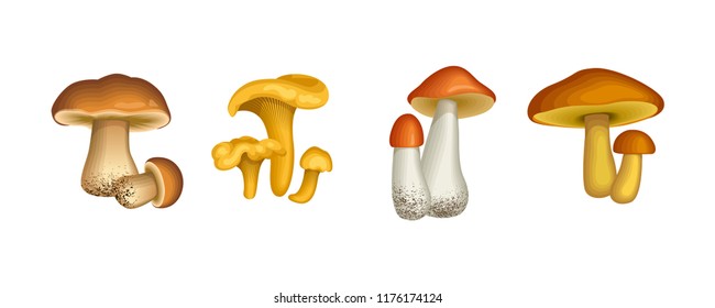 Edible wild mushrooms isolated on white. Chanterelle, orange-cap boletus vector illustration.
