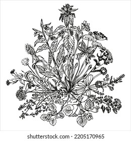 Edible wild plants as bouquet, herbs, vector, isolated