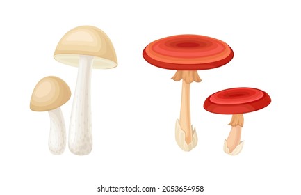 Ediblea and poisonous mushrooms species set vector illustration on white background