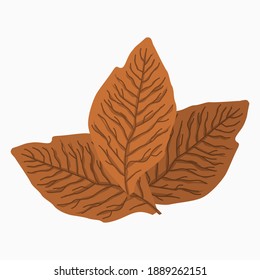 Editable Dried Tobacco Leaves Vector Illustration for Artwork Element of Agriculture or Smoking Related Design