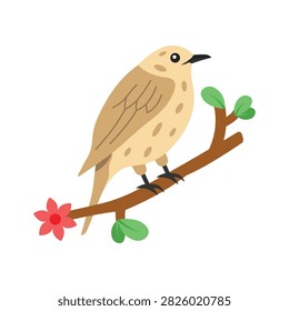 An editable flat vector of wild brown thrush bird.