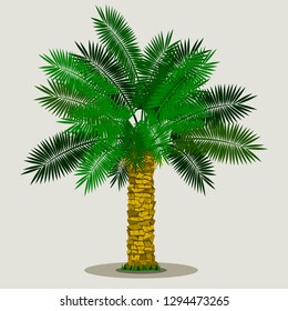 Editable Isolated Date Palm Tree on Light Background With Grass at the Bottom Vector Illustration for Islamic or Arab Nature and Culture Also Healthy Foods Related Design