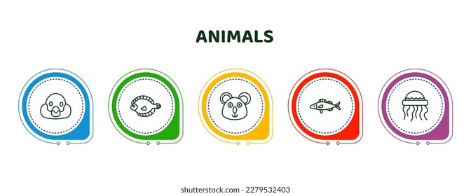 editable thin line icons with infographic template. infographic for animals concept. included snigir, flounder, koala, zander, medusa icons.