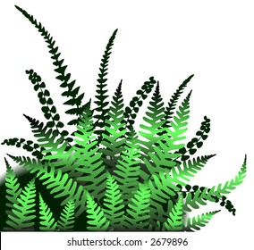 Editable vector design element of fern leaves