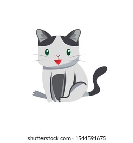 Editable vector. Drawing of a little kitten with black and white fur. Lovely Kitty.