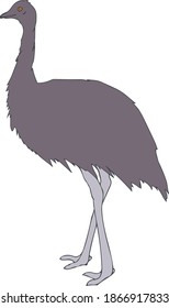 Editable vector grey emu illustration