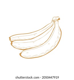 ilustración editable de la fruta bananera dibujada a mano 