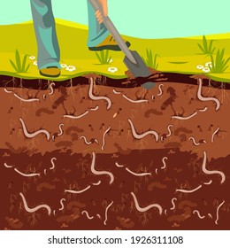 Editable vector illustration of earthworms in garden soil. A man is digging with a shovel in the garden.  Vector