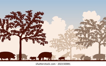 Editable vector illustration of free-range pigs feeding under fruit trees with all figures as separate objects