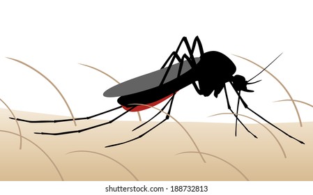 Ilustración vectorial editable de un mosquito que succiona la sangre de la piel humana