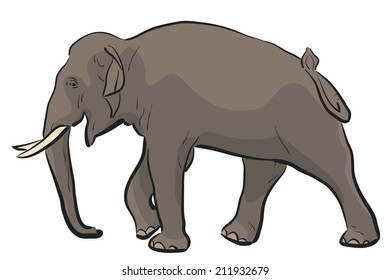 Editable vector illustration of a walking Asian elephant