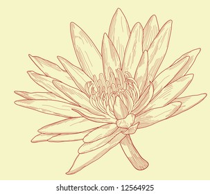 Editable vector illustration of a water lily flower