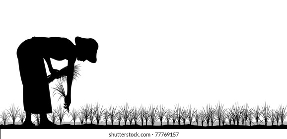 Editable vector silhouette of an asian woman planting rice seedlings in a paddy field