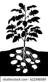 Editable vector silhouette of a complete potato plant 